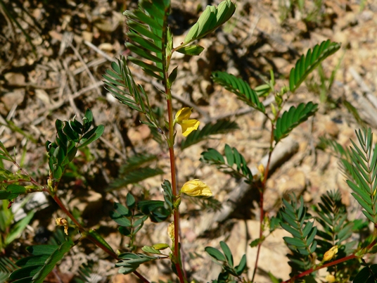 {Chamaecrista nictitans}